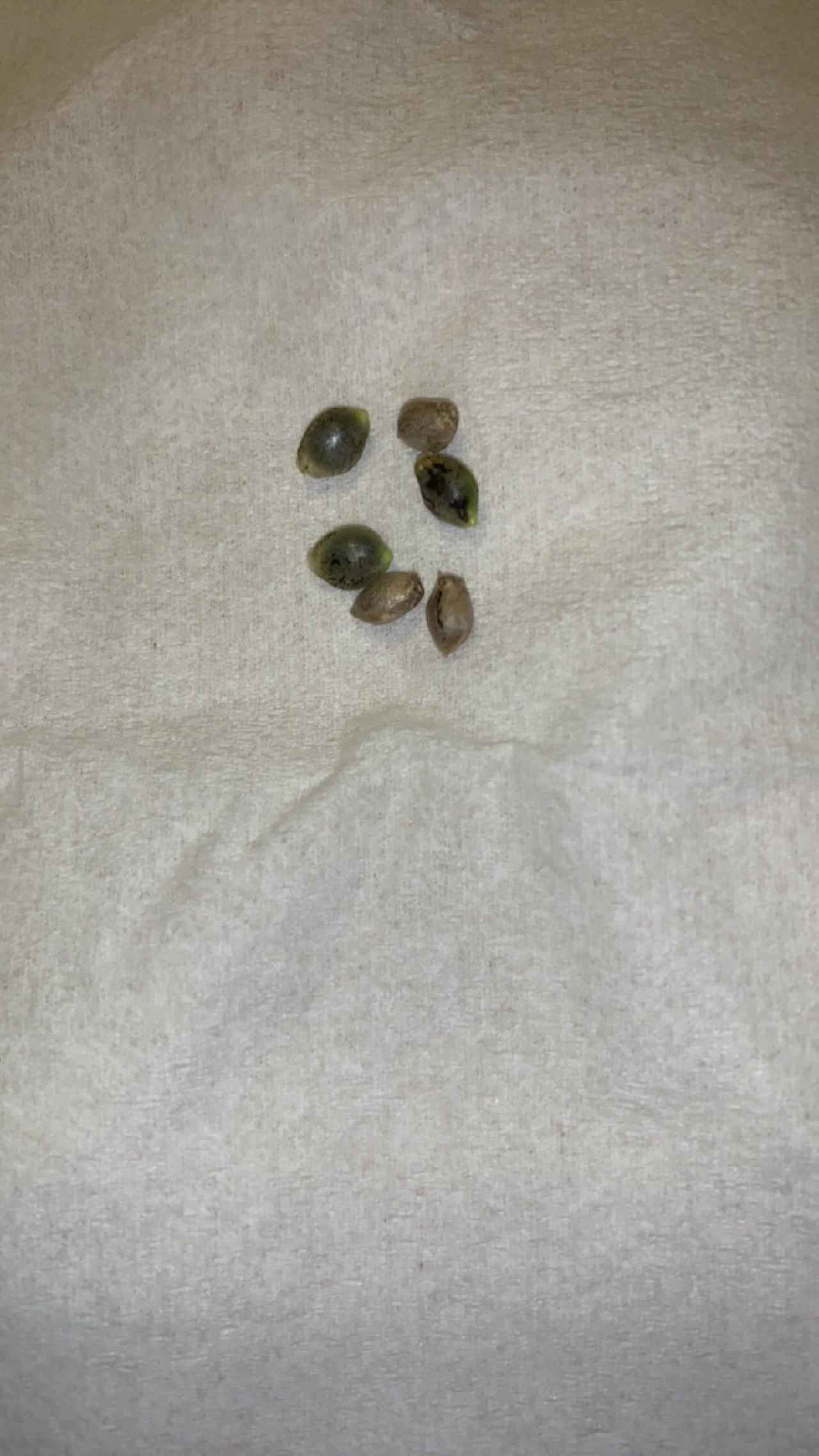 seeds.jpg