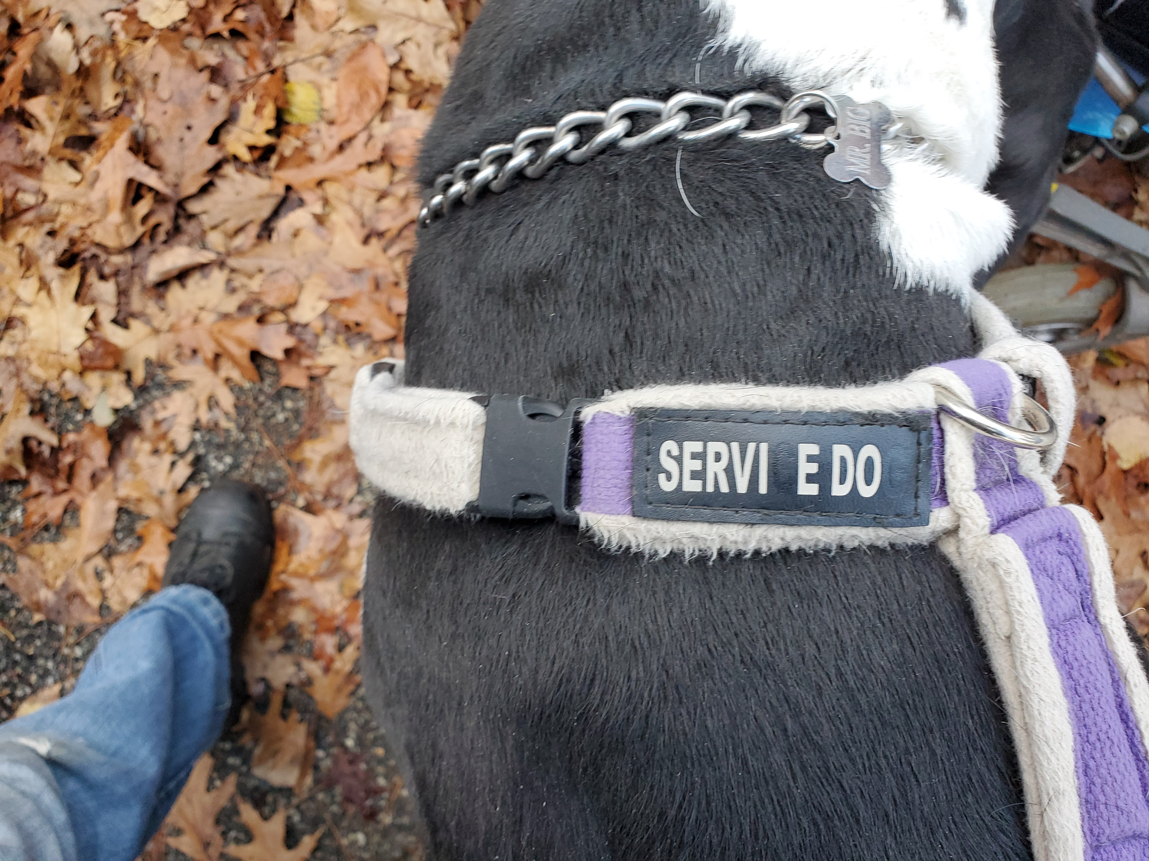 SERVICE DOG.jpg