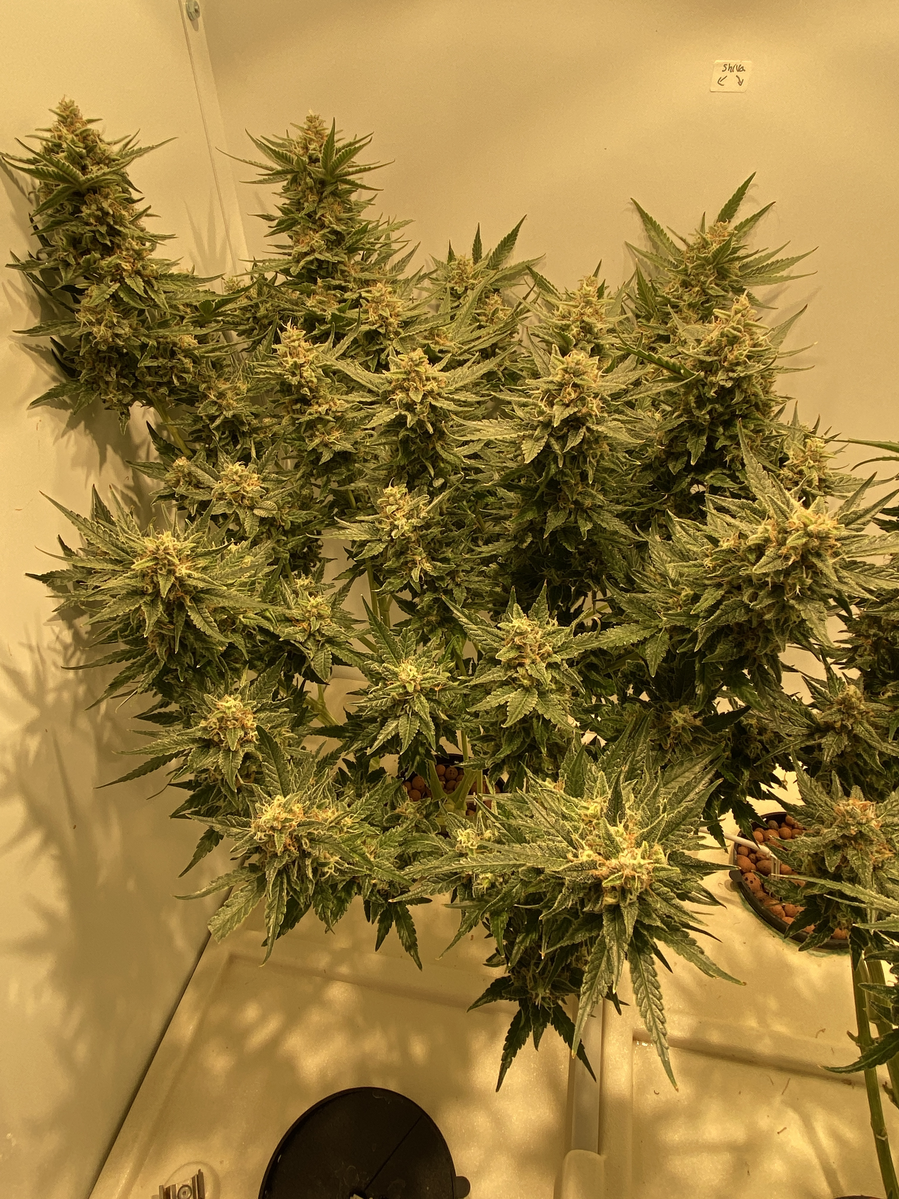Click image for larger version  Name:	wk9 flsh.JPG Views:	0 Size:	2.38 MB ID:	377728