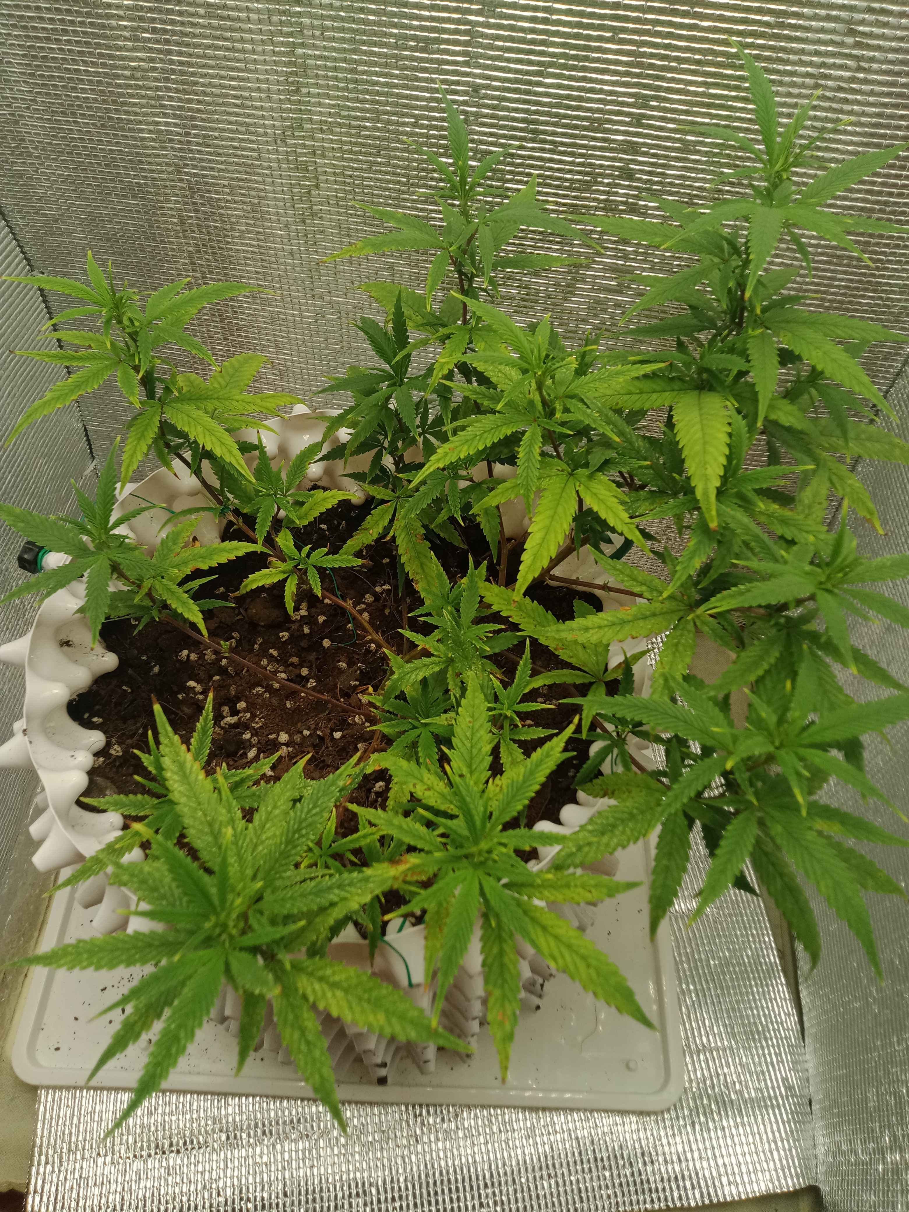 Click image for larger version  Name:	sICK PLANT.jpg Views:	0 Size:	3.78 MB ID:	573683