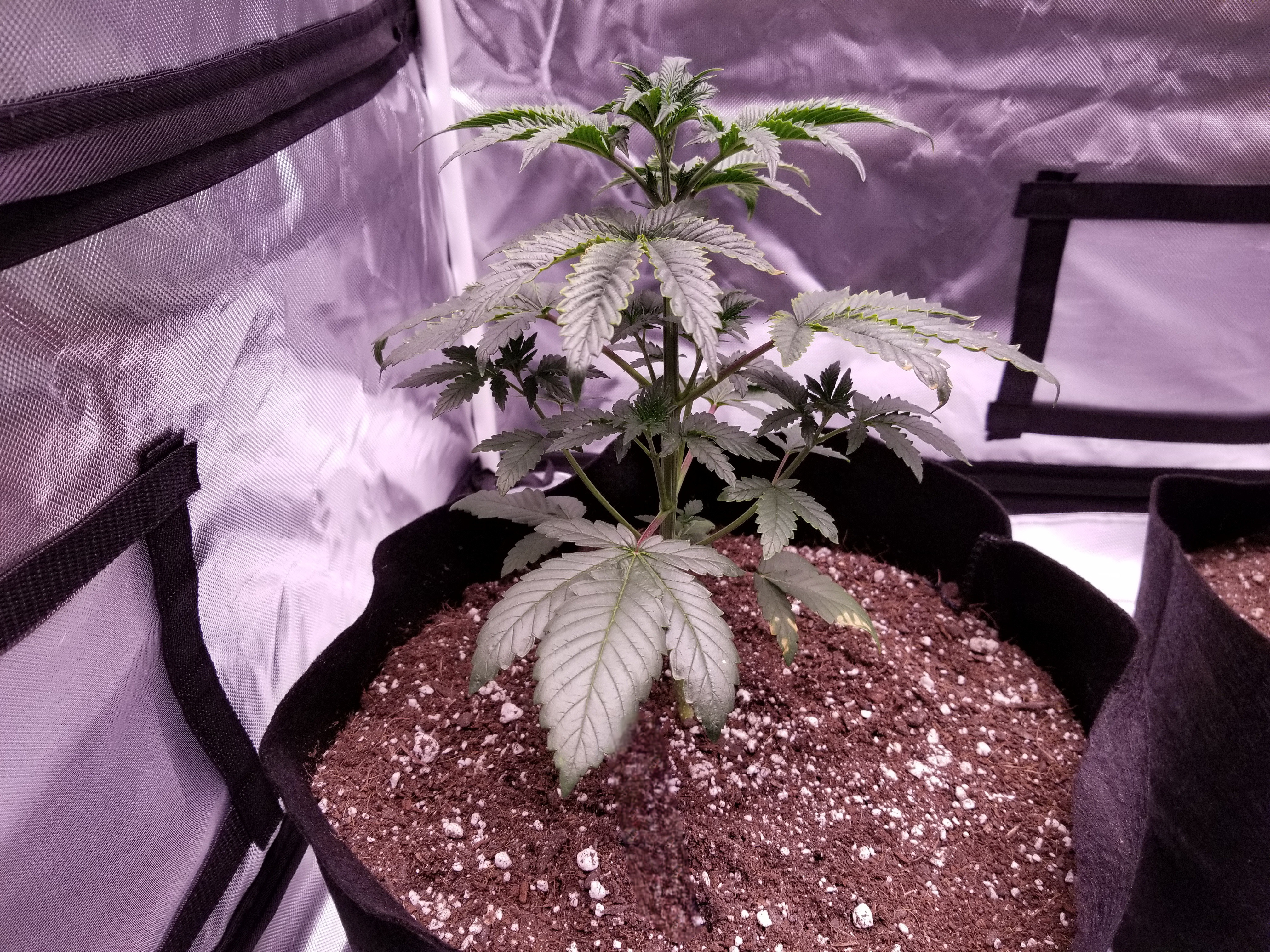 Sick plant with yellow leaves brown spots .jpg