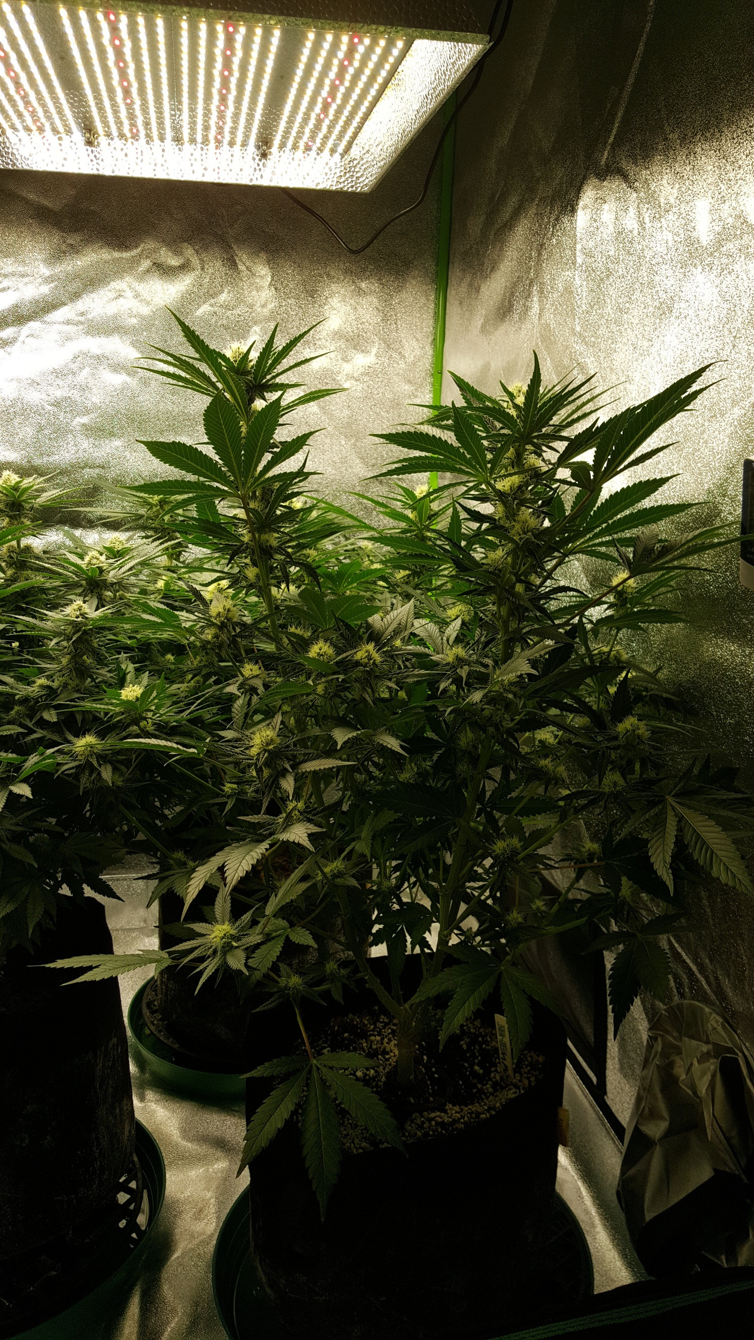 sister plant.jpg