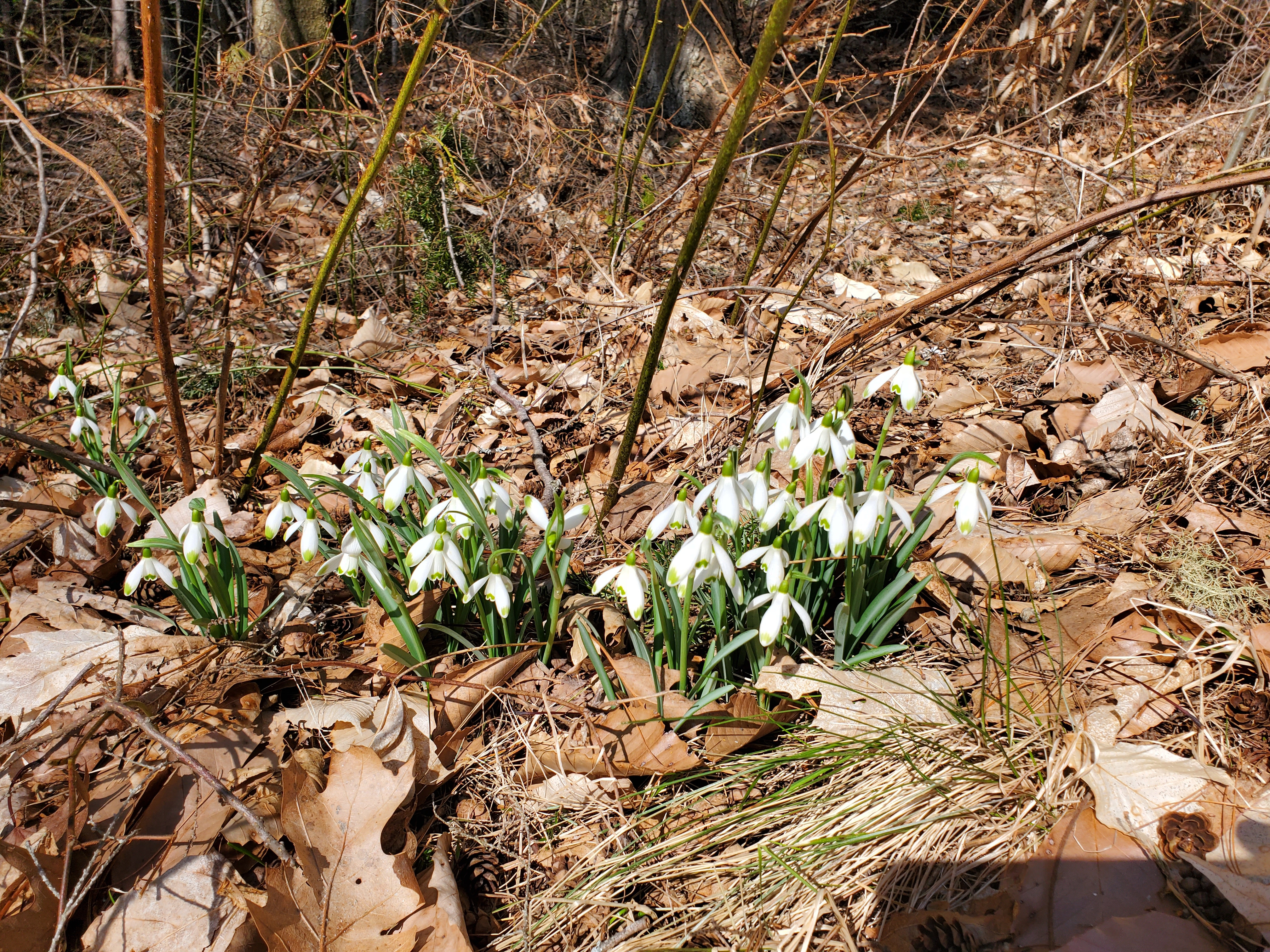 SNOW DROPS 20240314.jpg