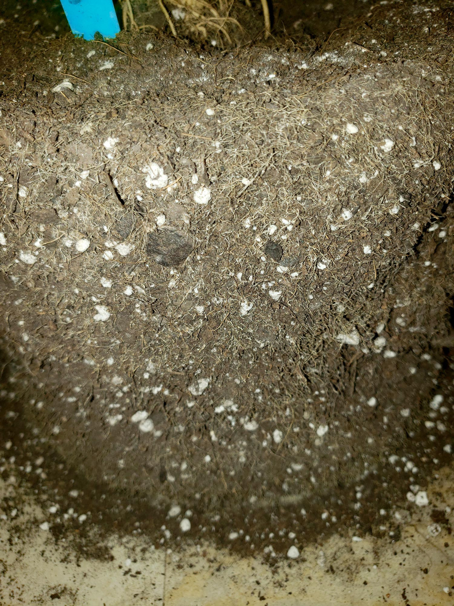 soil-roots.jpg