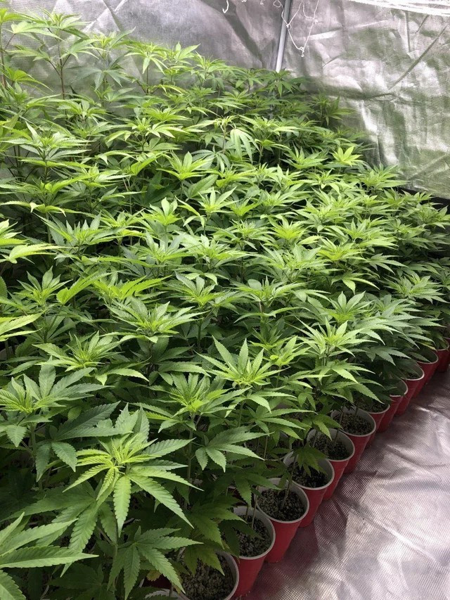 solo cup grow.jpg