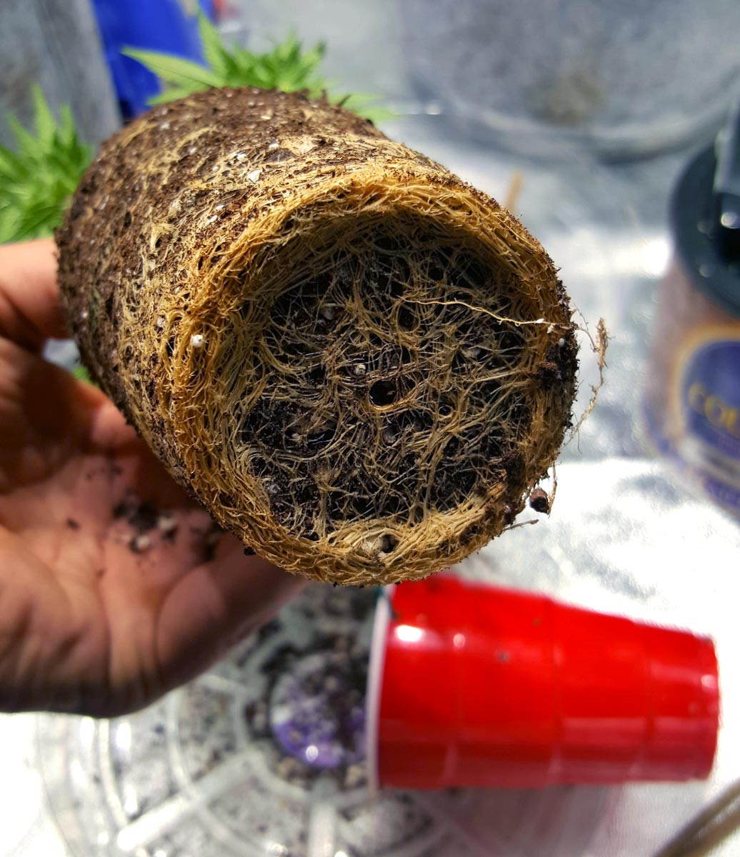solo-cup-grow-roots-at-harvest-rootbound.jpg