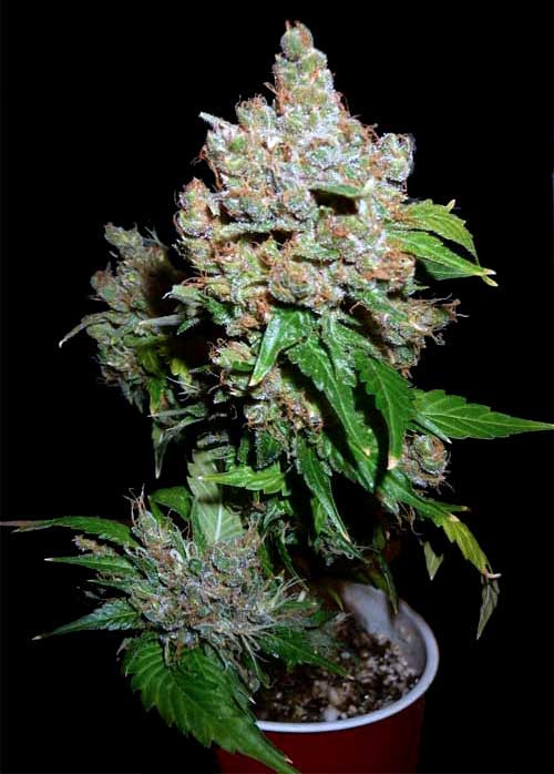 solo-cup-marijuana-plant-buds-black-background.jpg
