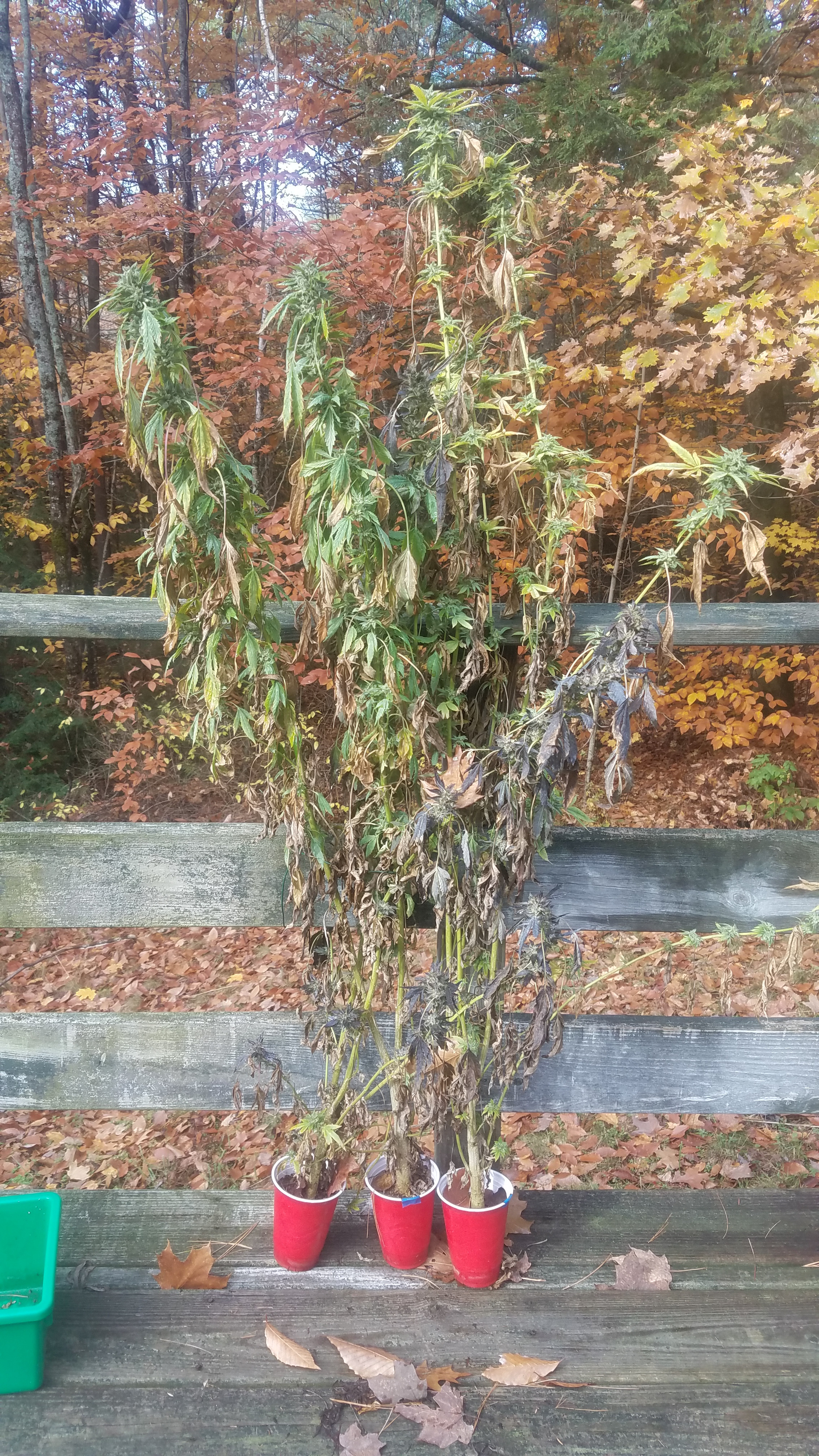 SOLO GROW.jpg