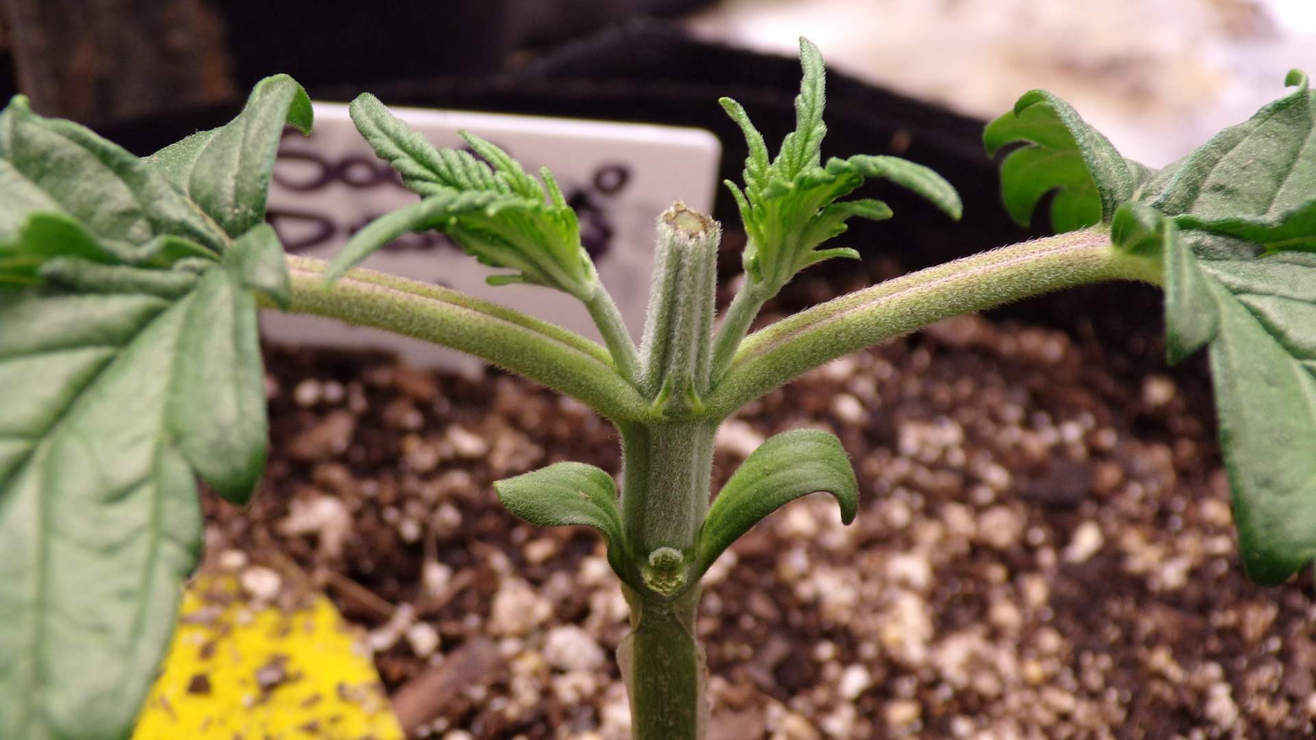 sourD pic2.jpg