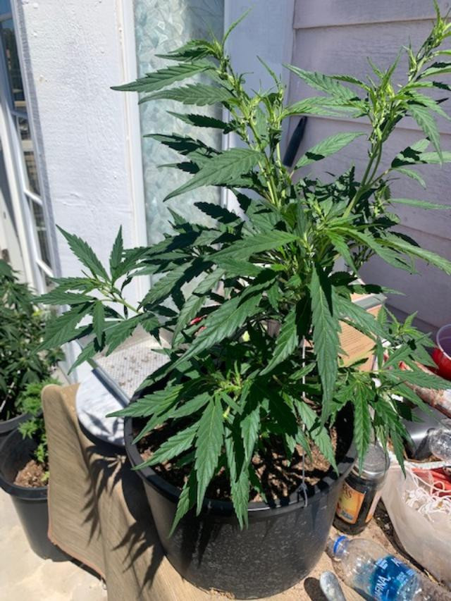spiral plant.jpg