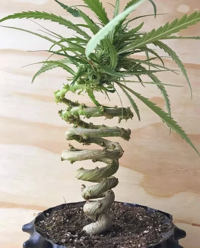 spiral stem.webp
