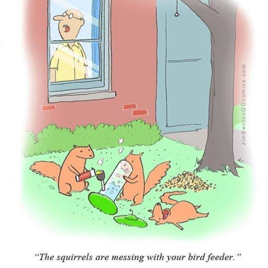 SQUIRRELS.jpg