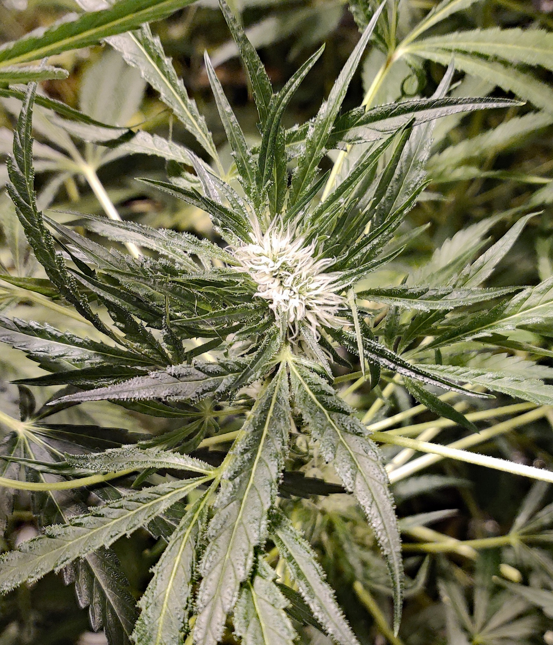 stalk top flowering 01.jpg