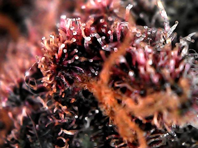 Strawberry cough 24 dec 01.jpg