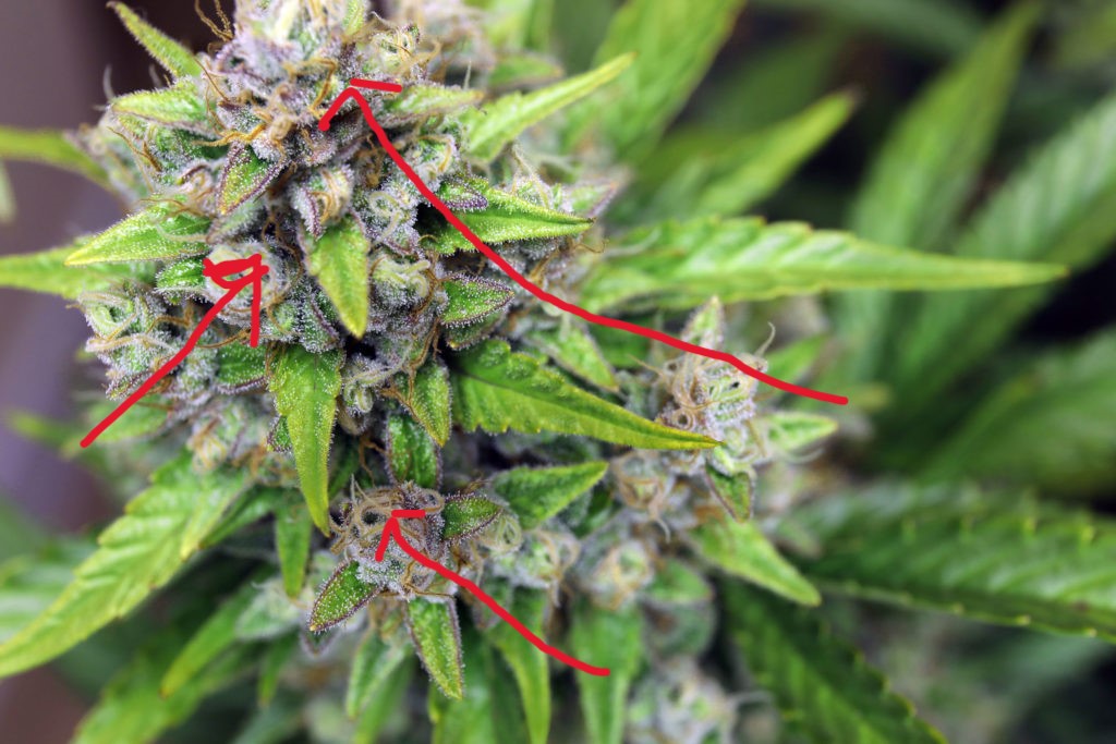 Sugar-leaves-1024x683.jpg
