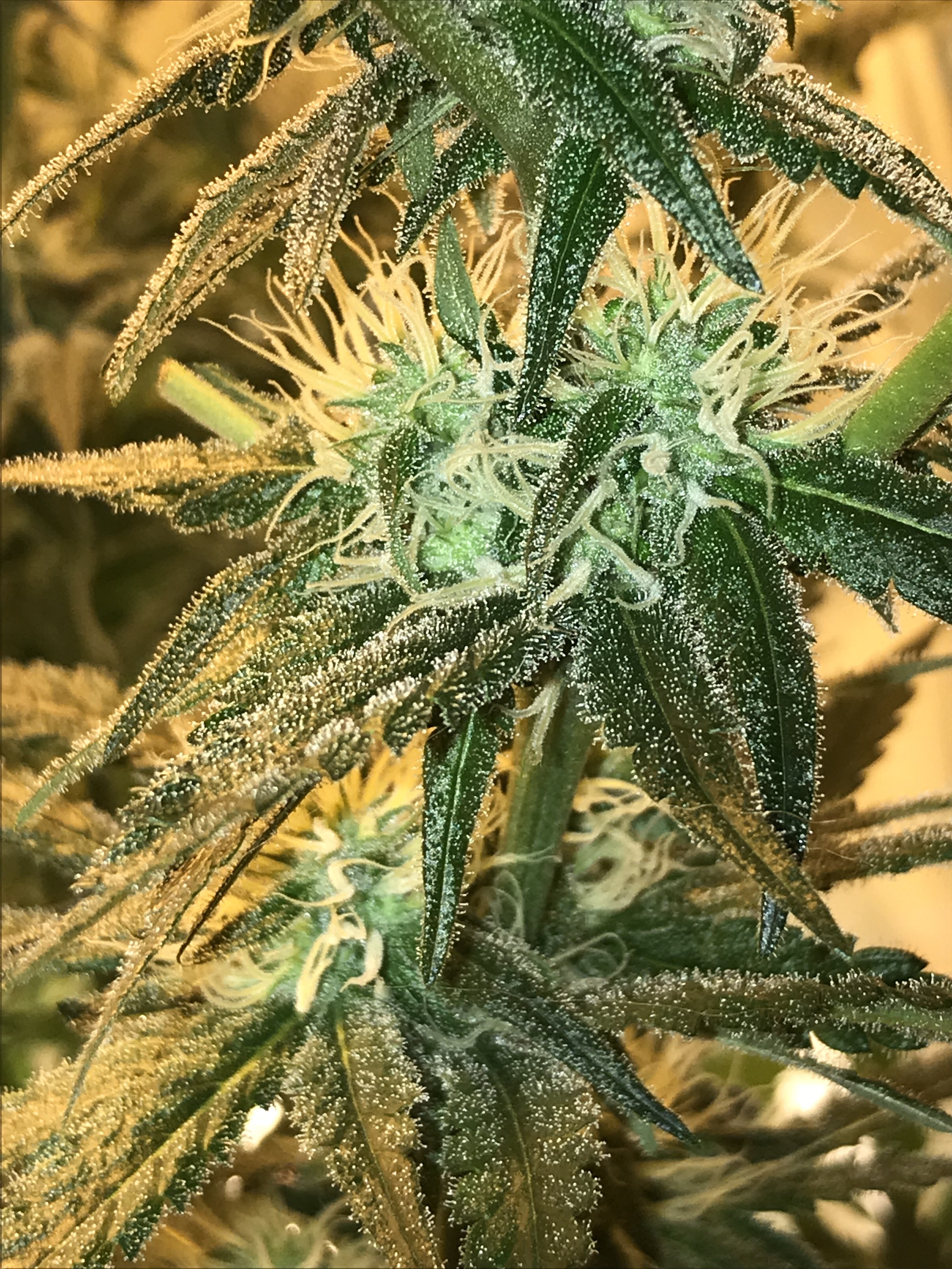 Tangie wk6 oct13.JPG