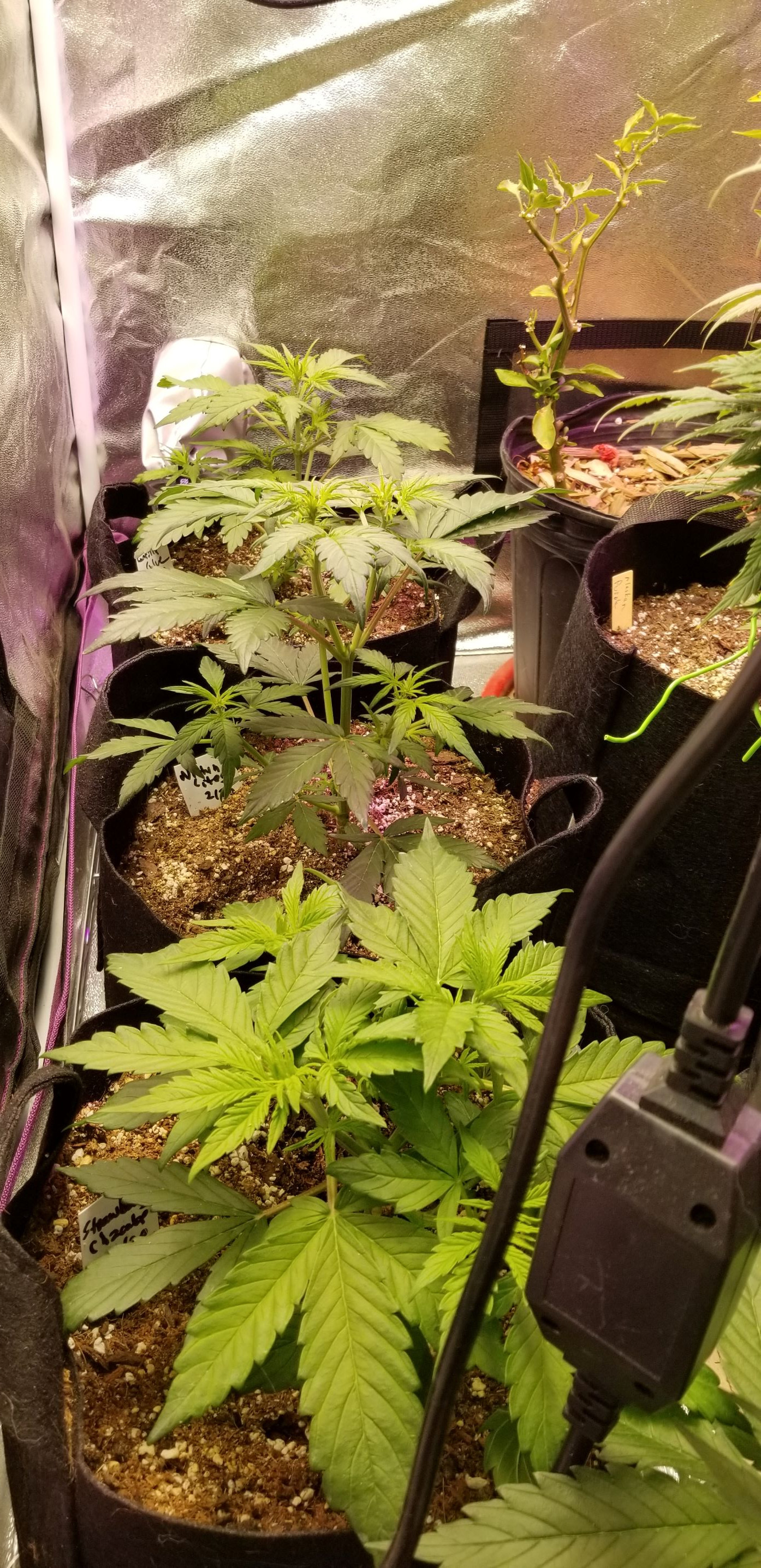 tent shot.jpg