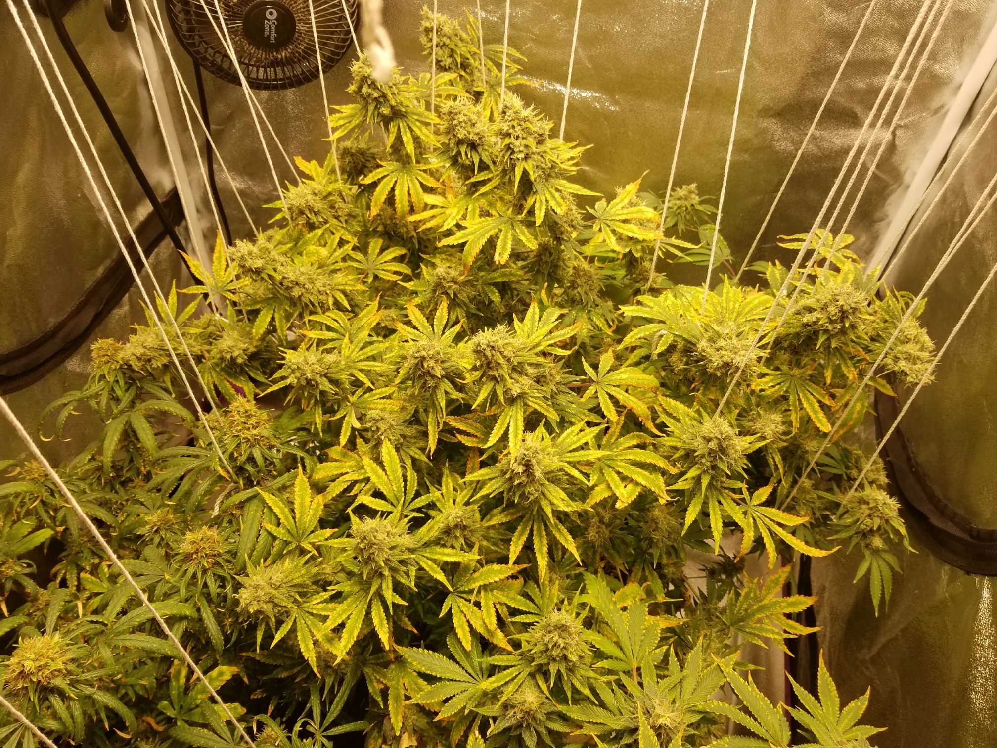 Tent_8-5-17.jpg