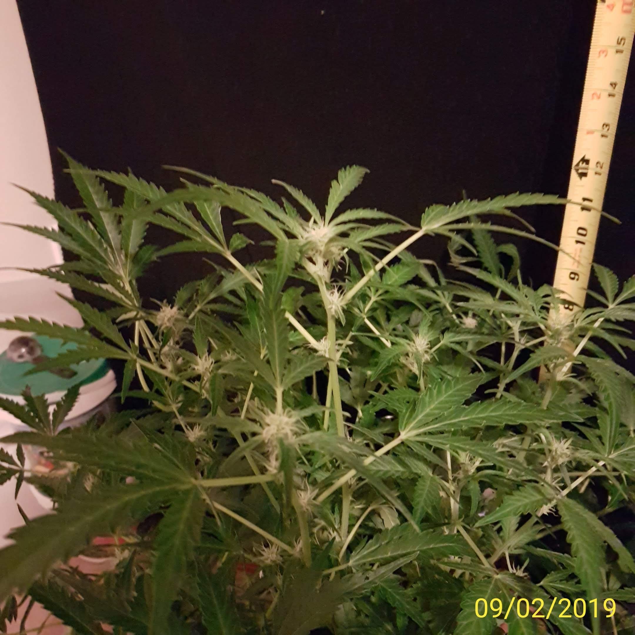 Thing 1.another budlets.jpg