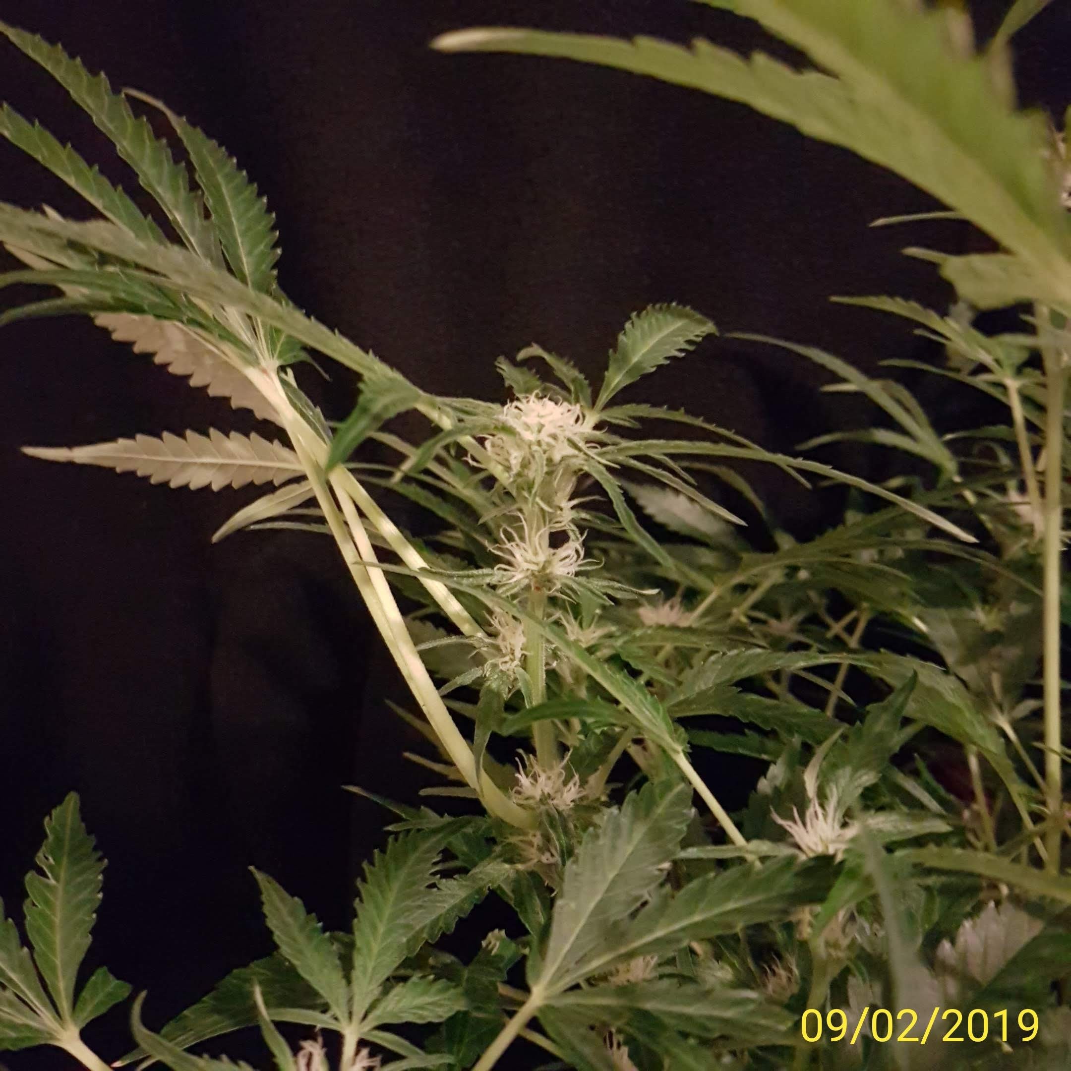 Thing 1.budlets 3.jpg