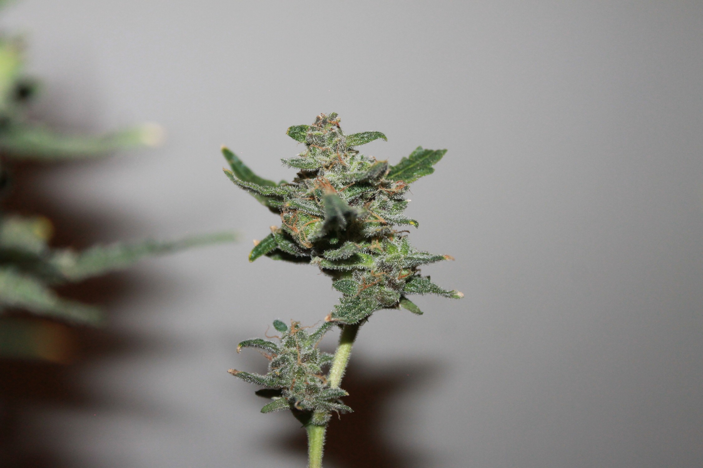 Thing 1.macro.1.jpg