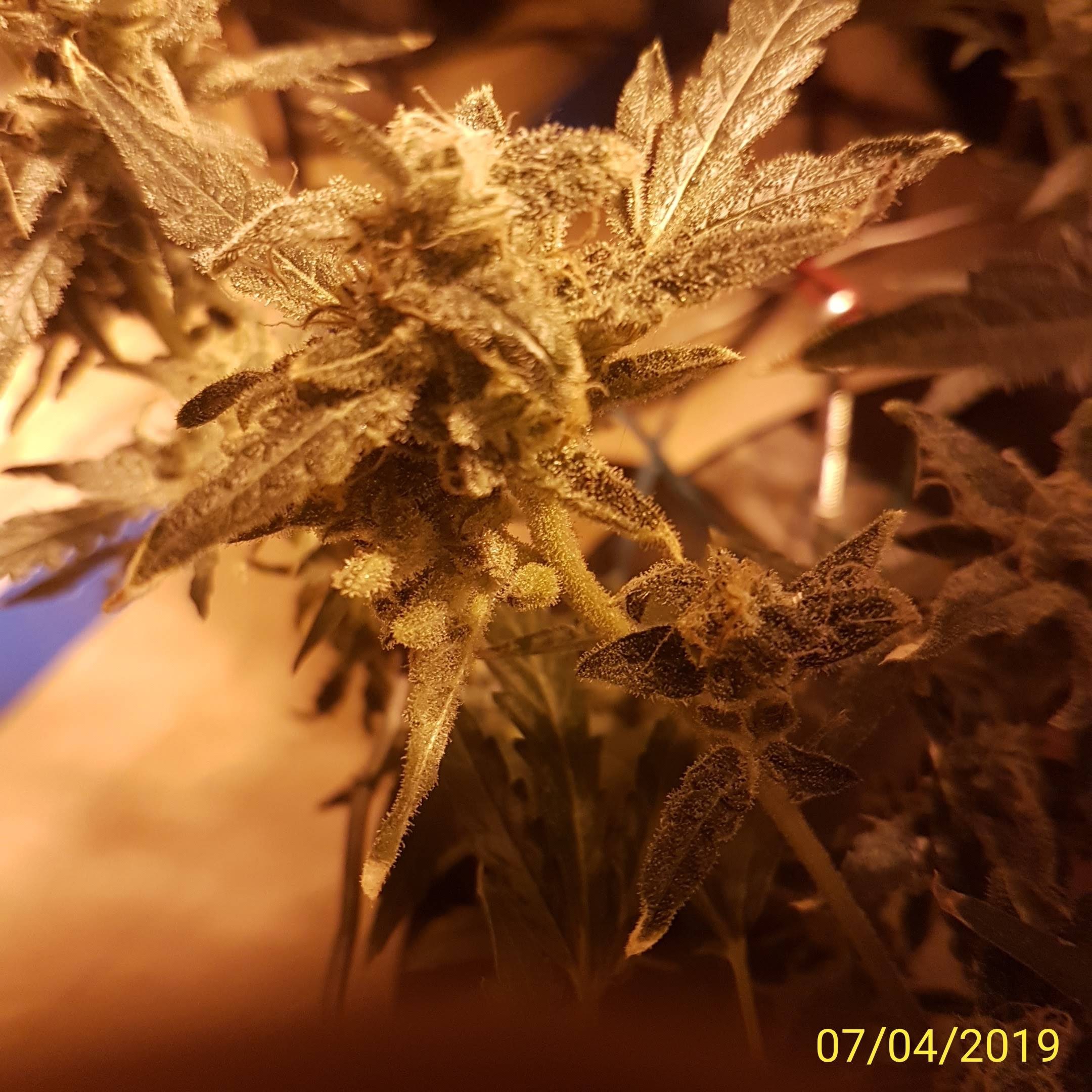 Thing 1.swollen calyx.jpg
