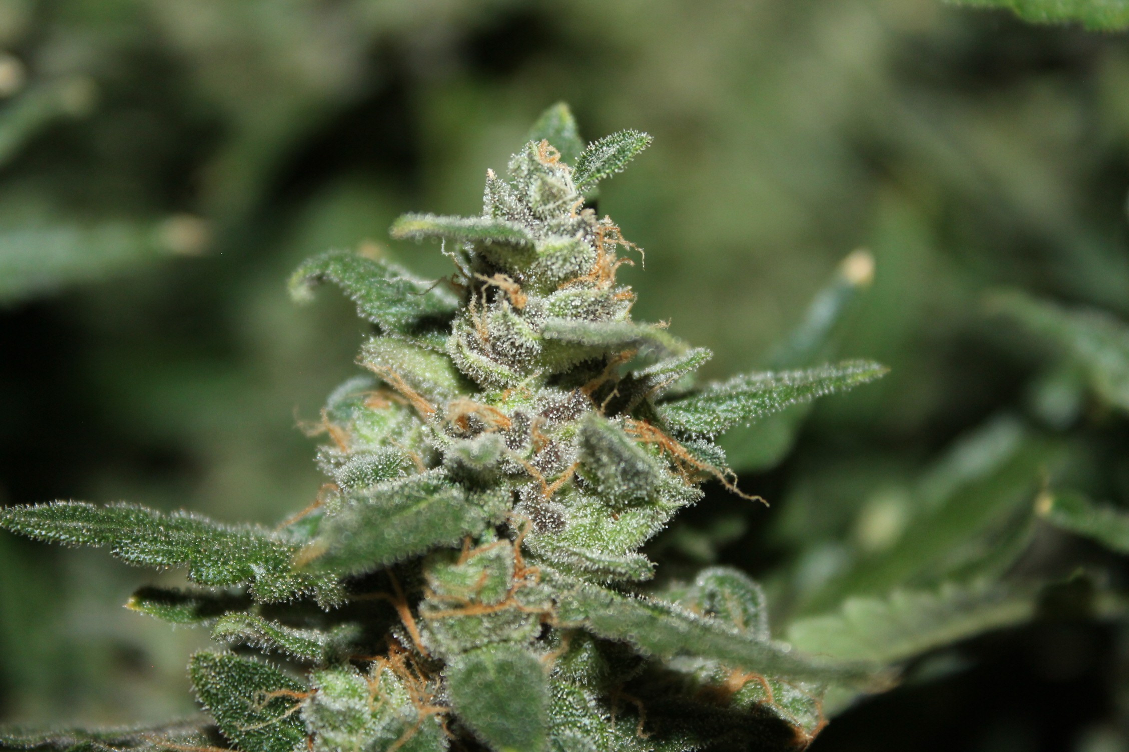 Thing 2.macros.6.jpg