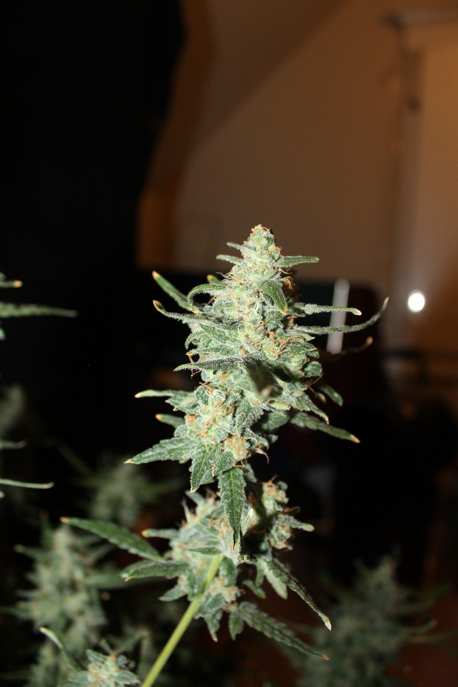 Click image for larger version  Name:	Thing 2.nug.JPG Views:	1 Size:	451.3 KB ID:	300664