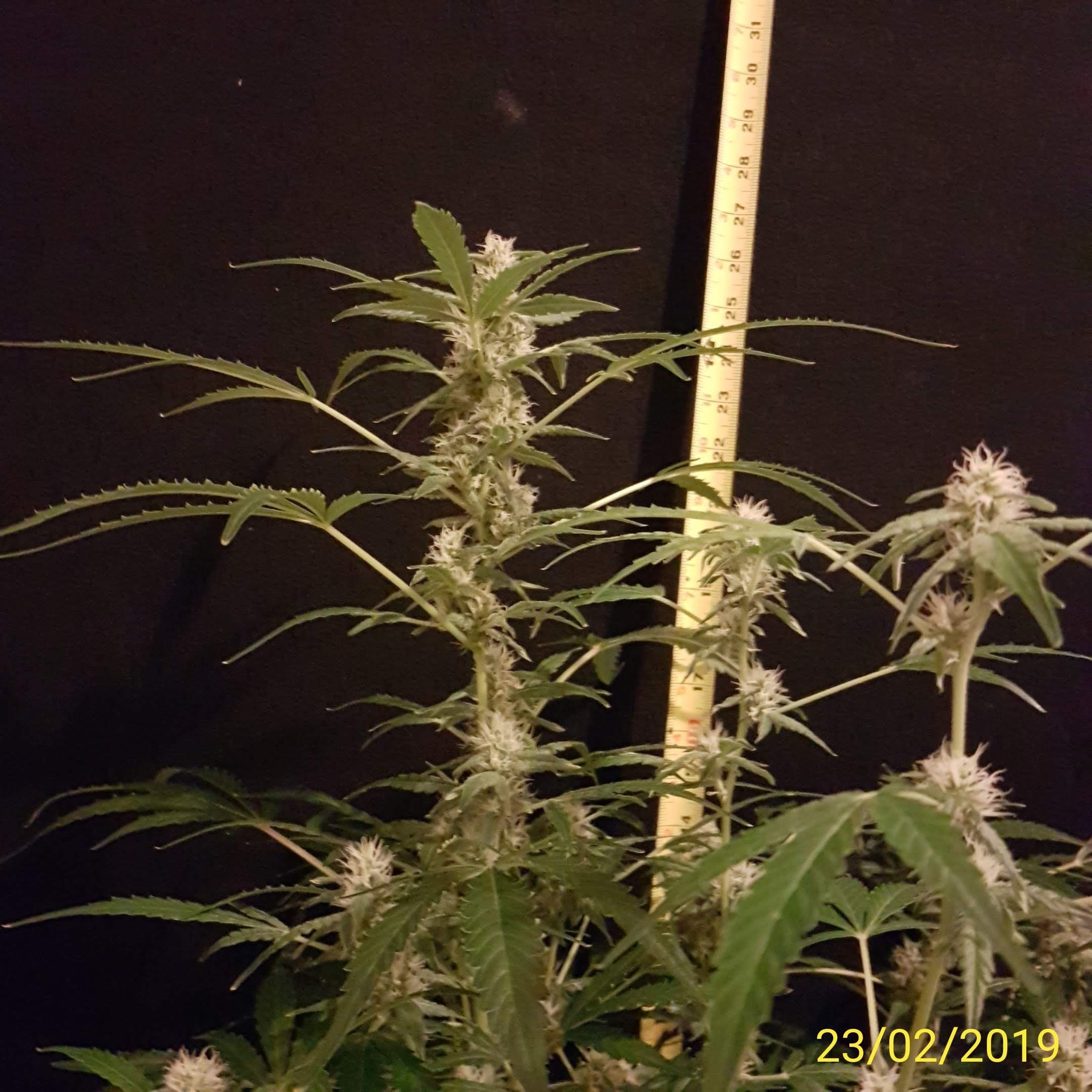 Thing 2.top colas.jpg