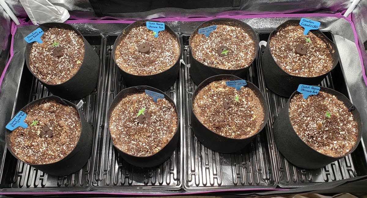 three-day-old-seedlings.jpg - Click image for larger version Name: three-day-old-seedlings.jpg Views: 1 Size: 364.2 KB ID: 230953 three-day-old-seedlings.jpg - Click image for larger version Name: three-day-old-seedlings.jpg Views: 1 Size: 364.2 KB ID: 230953