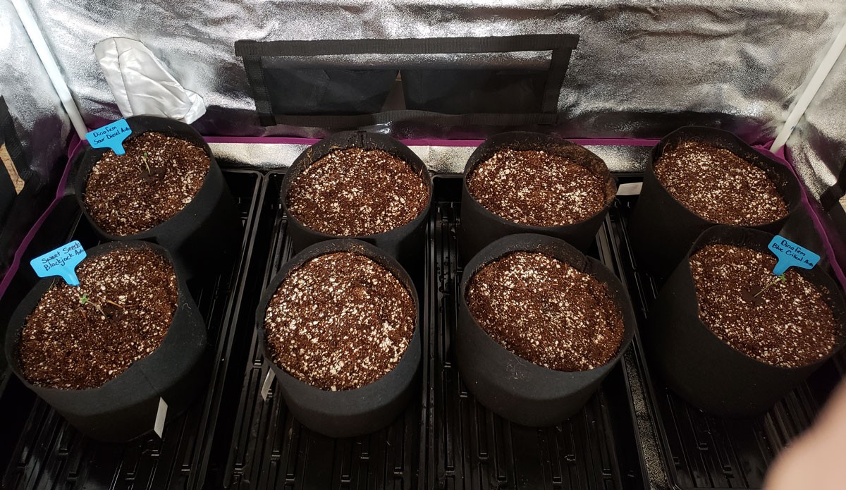 just-planted-in-coco-coir-with-rapid-rooter.jpg - Click image for larger version Name: just-planted-in-coco-coir-with-rapid-rooter.jpg Views: 1 Size: 357.6 KB ID: 230952 just-planted-in-coco-coir-with-rapid-rooter.jpg - Click image for larger version Name: just-planted-in-coco-coir-with-rapid-rooter.jpg Views: 1 Size: 357.6 KB ID: 230952