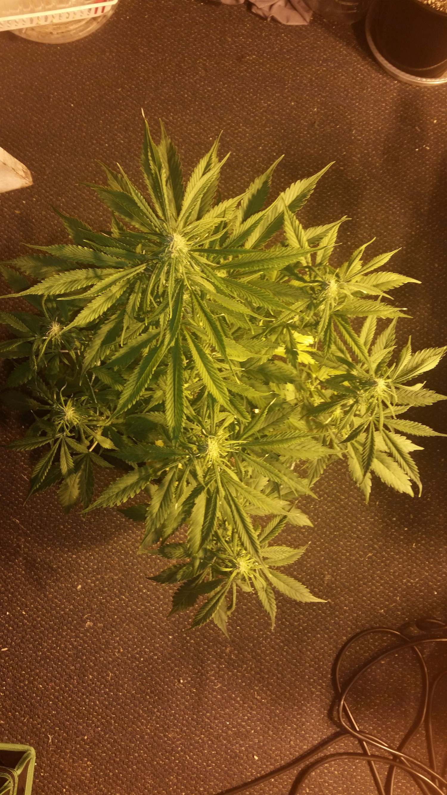 top down Gorilla AutoFem Ladystud 2 days after spraying stopped.jpg