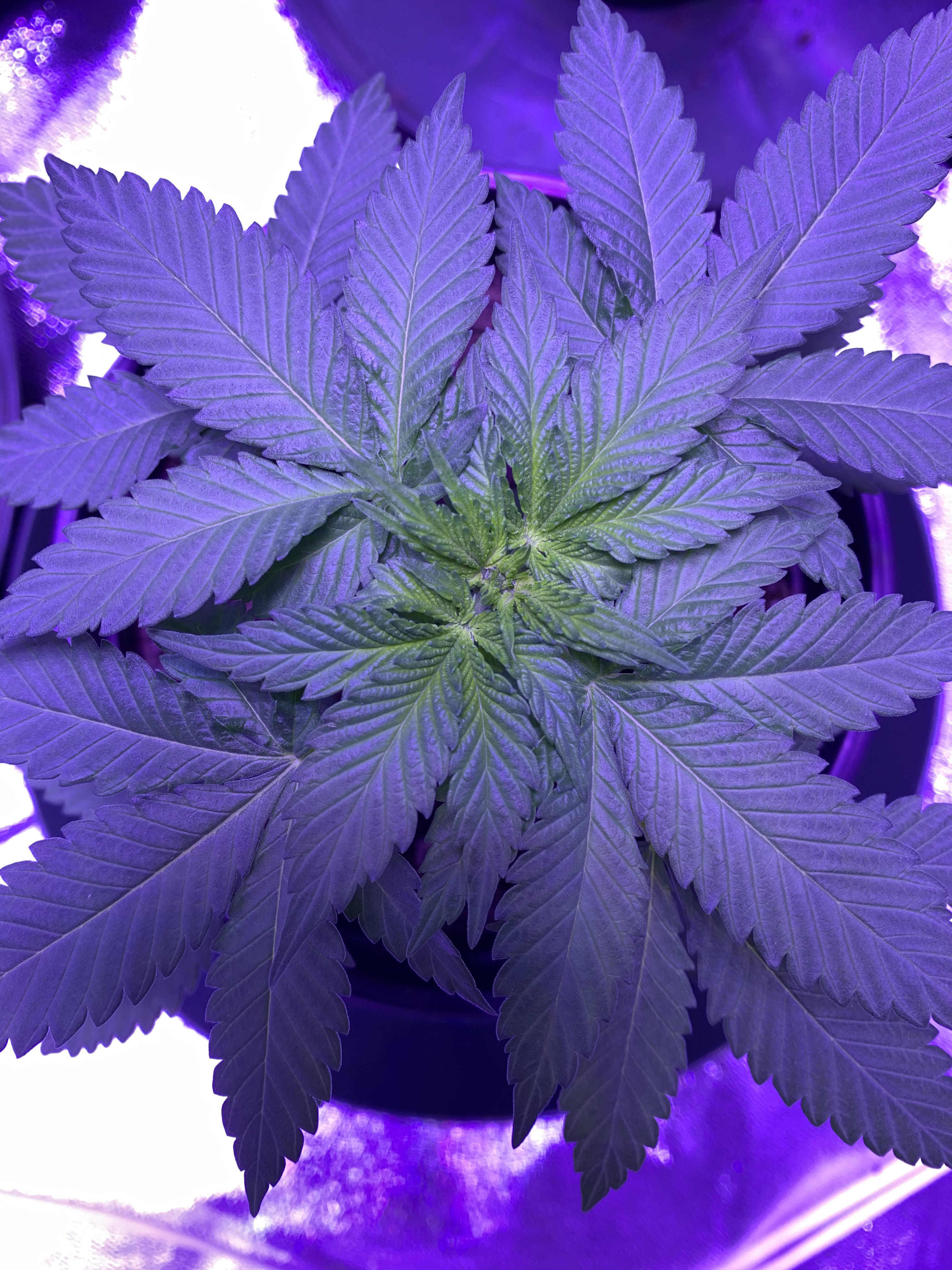 top of plant 2.jpg