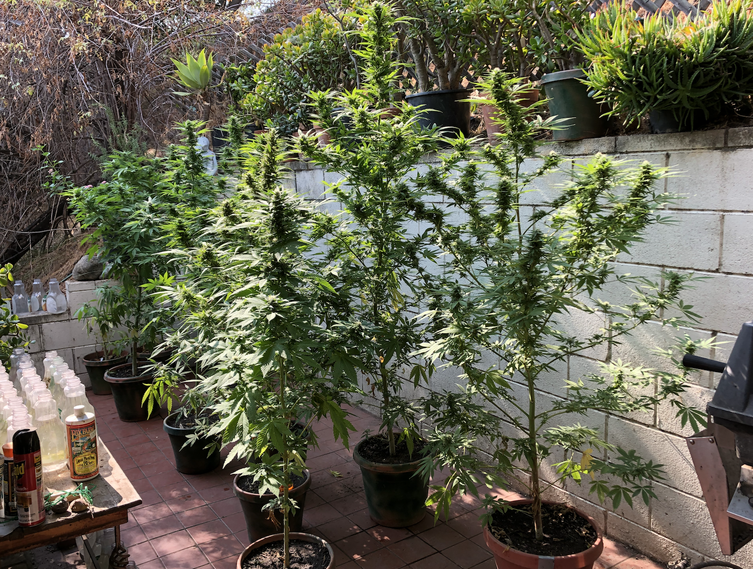 Trees D.png