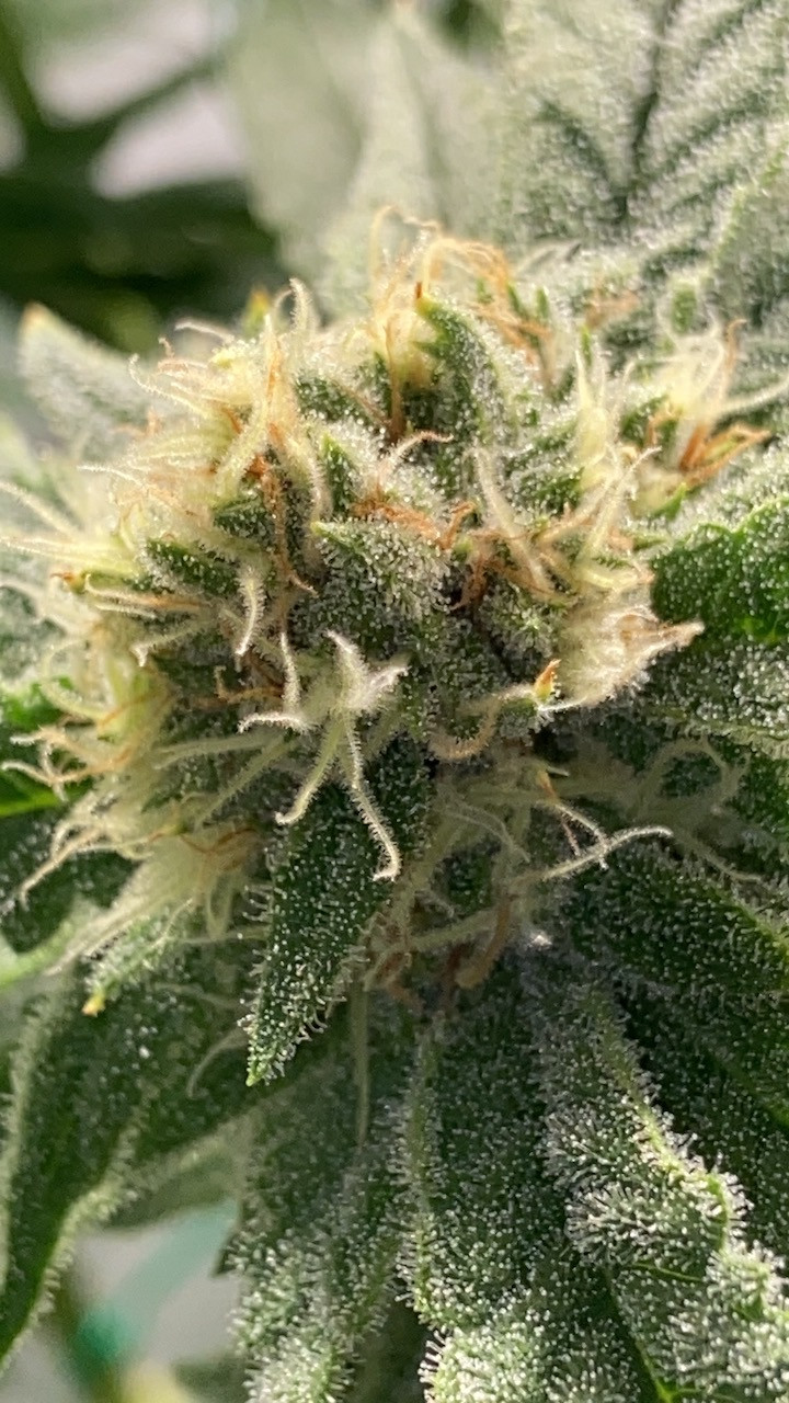 trich sep30.JPG