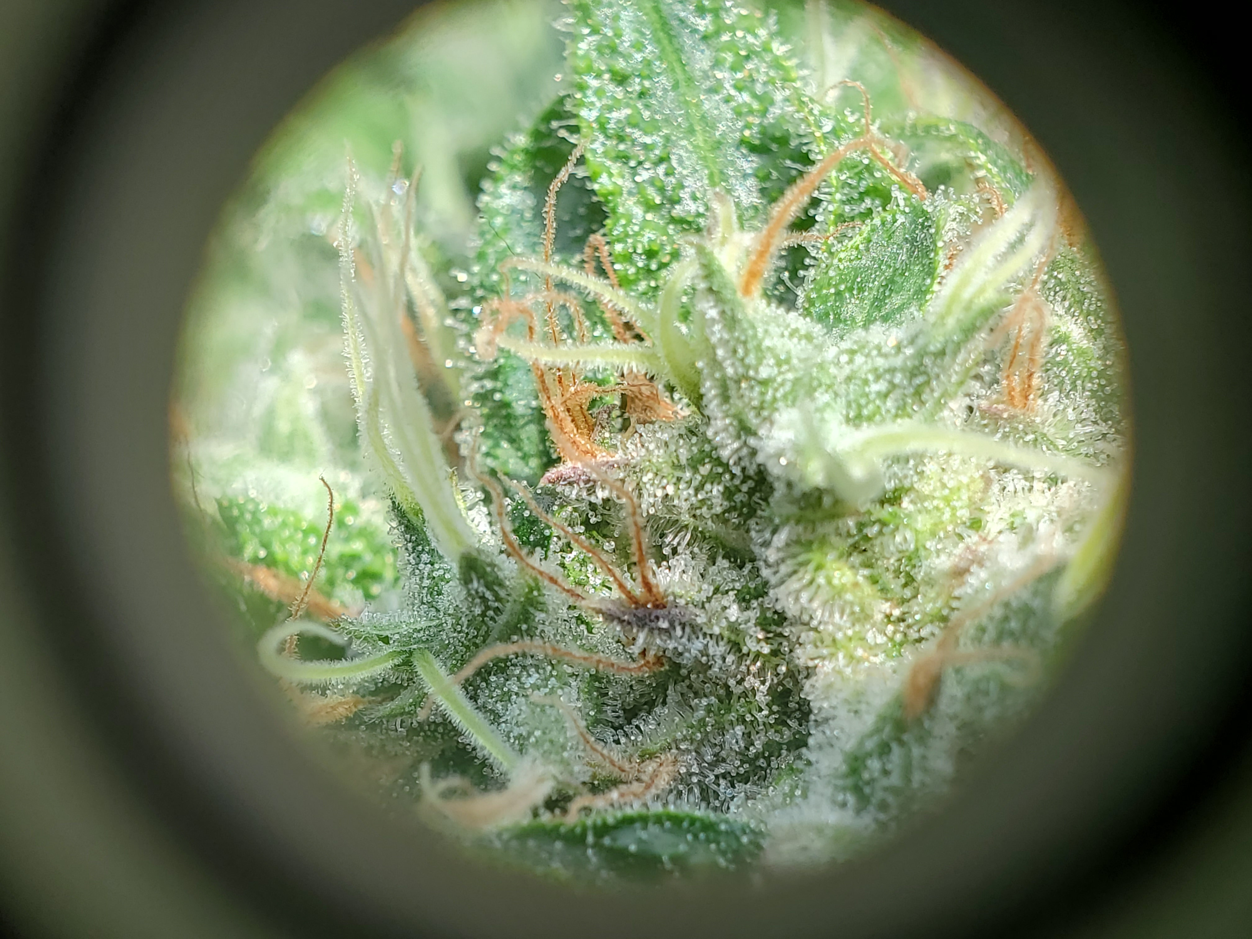 TRICHOME 1.jpg
