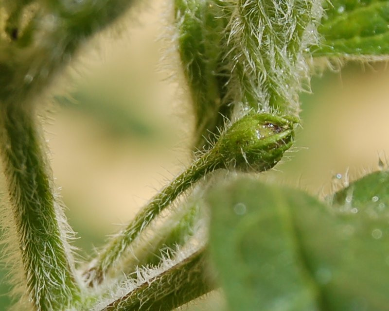 trichome hairs.jpeg