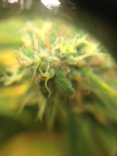 Tricomes Critcal Mass.JPG