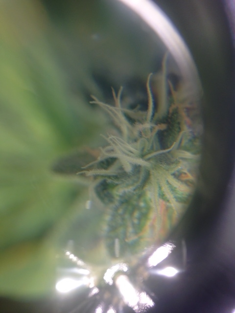 Tricomes Seriously Happy tricomes.JPG