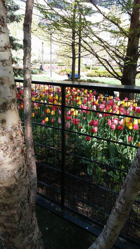 TulipsAtPark.jpg