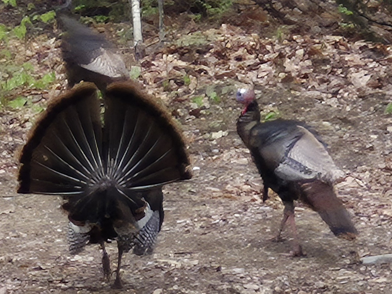 Click image for larger version  Name:	TURKEY 3.jpg Views:	0 Size:	369.1 KB ID:	645582