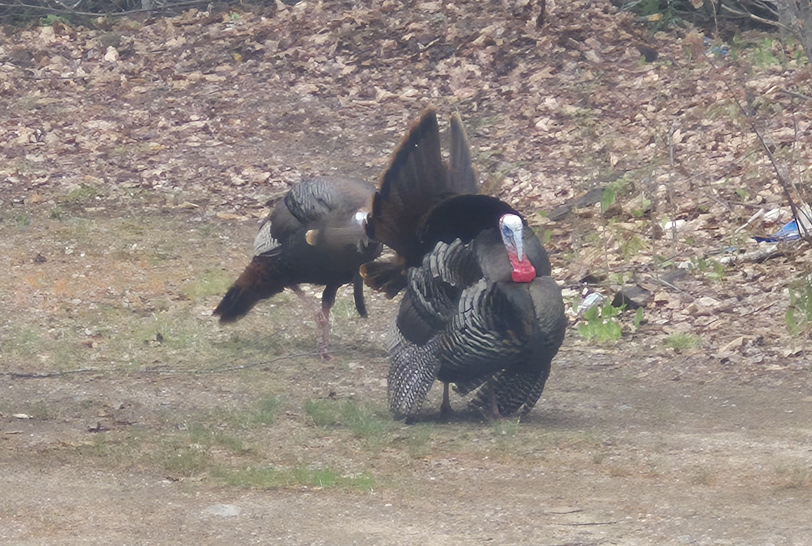 Click image for larger version  Name:	TURKEY 6.jpg Views:	0 Size:	1.18 MB ID:	645589
