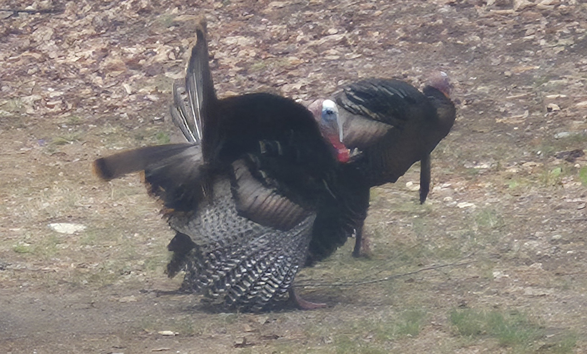 Click image for larger version  Name:	TURKEY 7.jpg Views:	0 Size:	430.0 KB ID:	645587