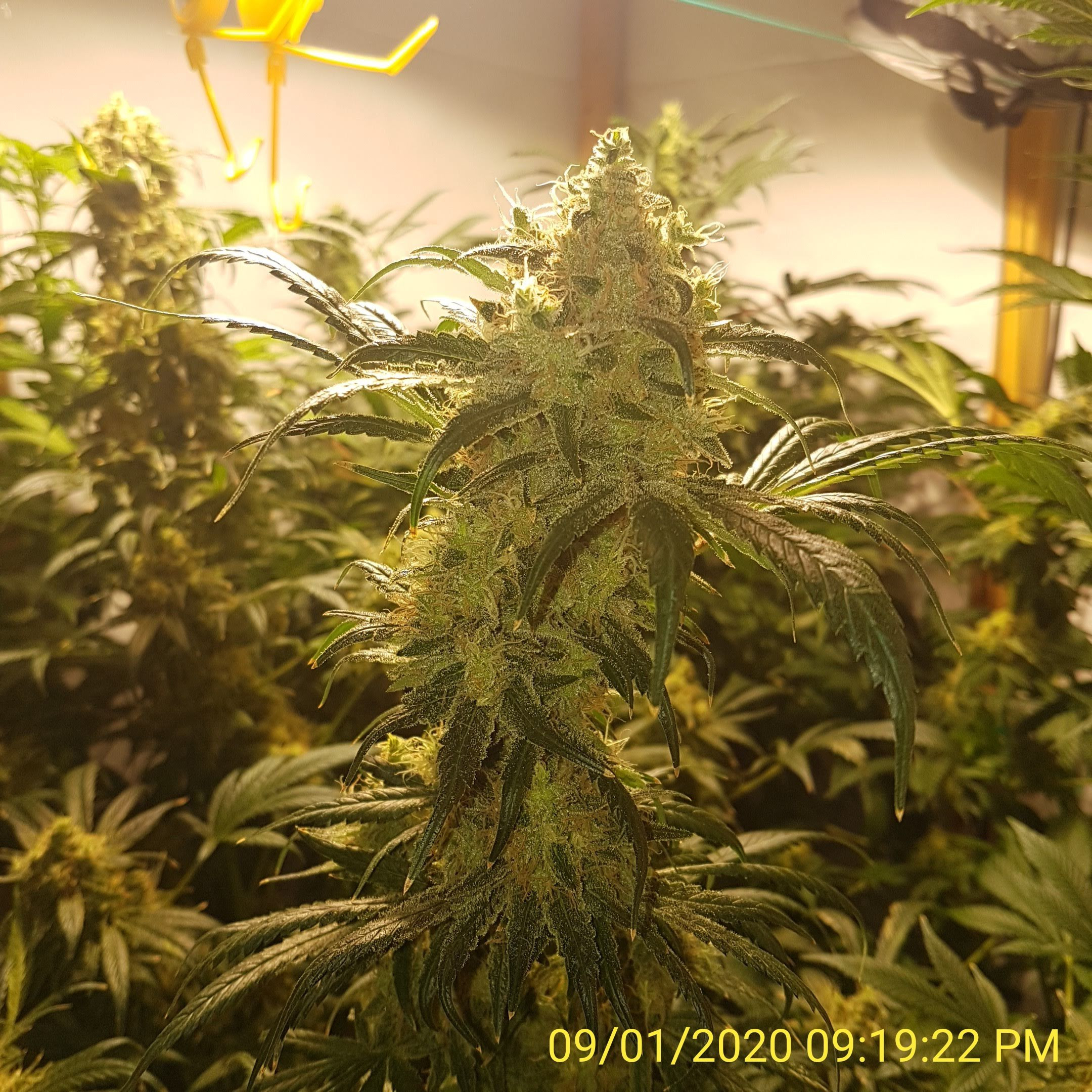 Tw.57 from pistils.jpg