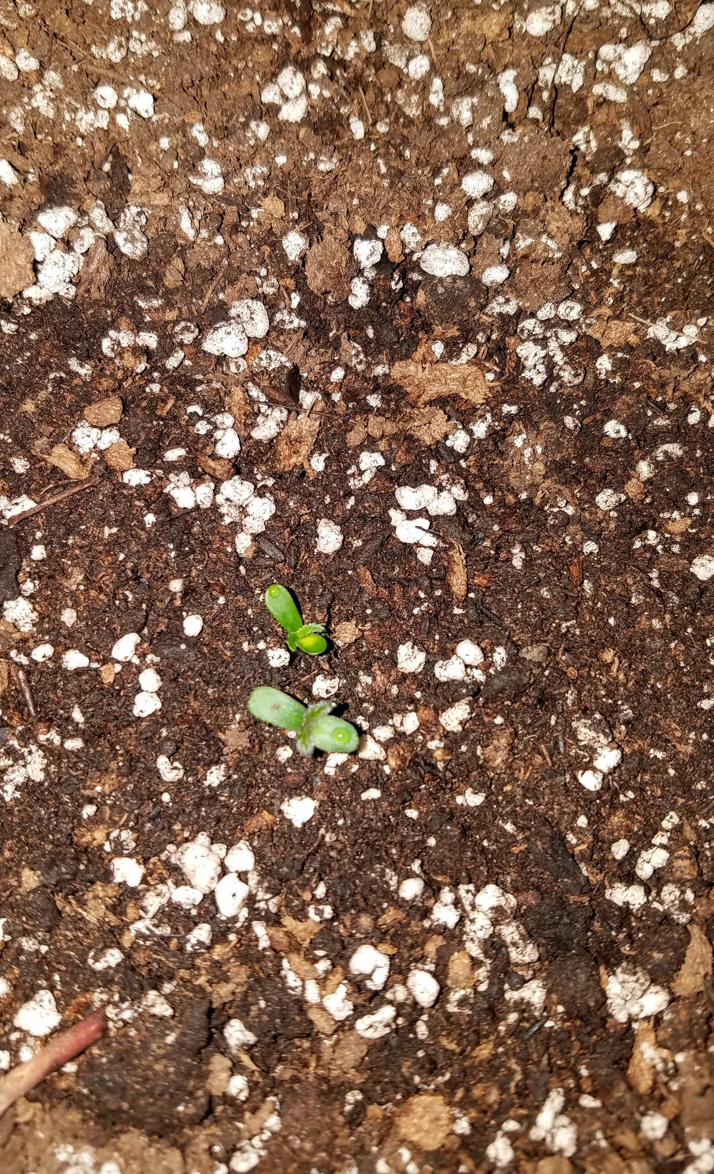 TwinsSeeds.jpg