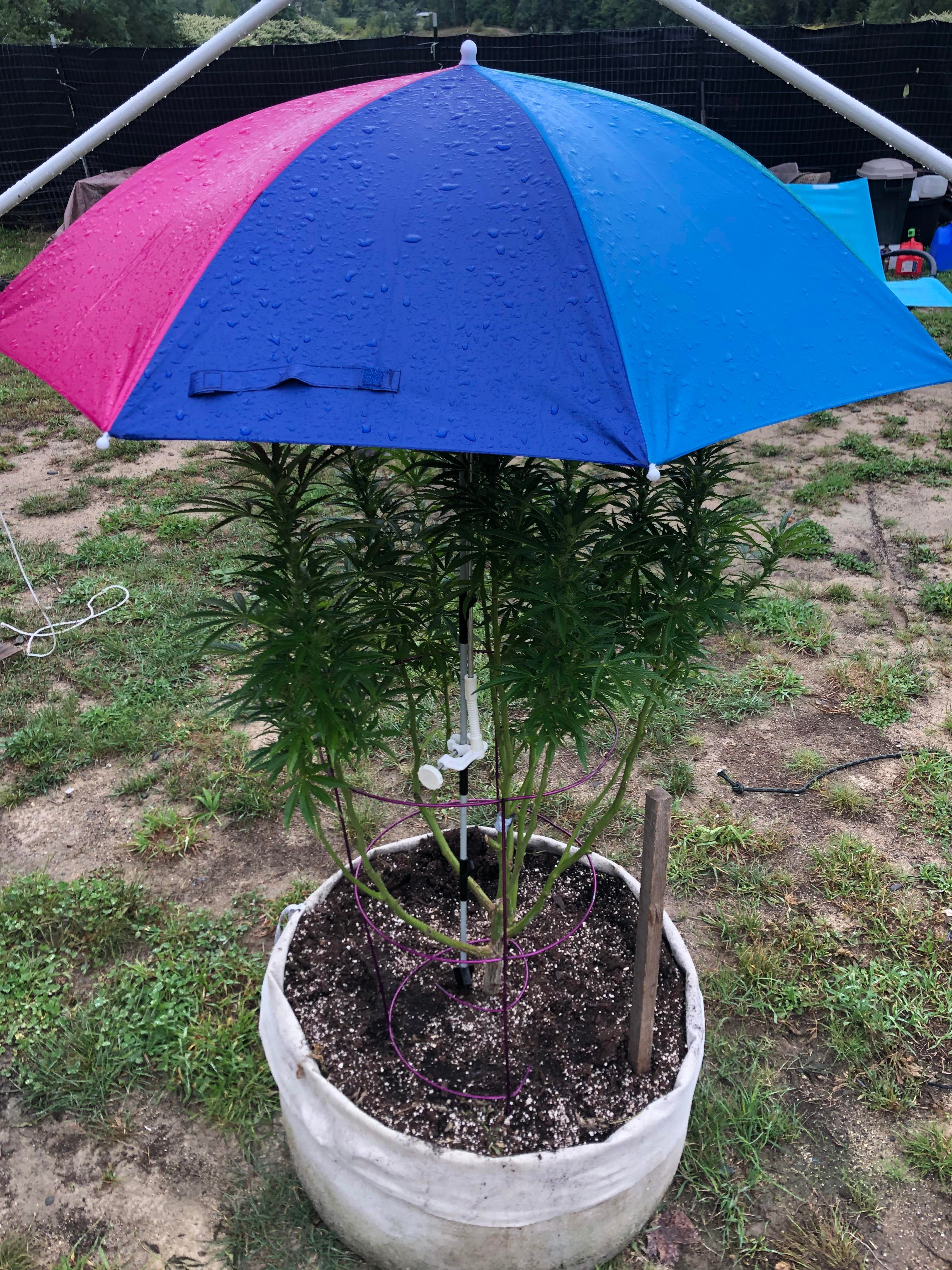 UMBRELLA PLANT.jpg