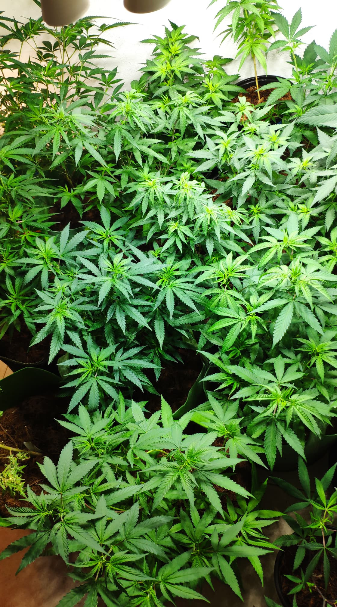veg 4.jpg