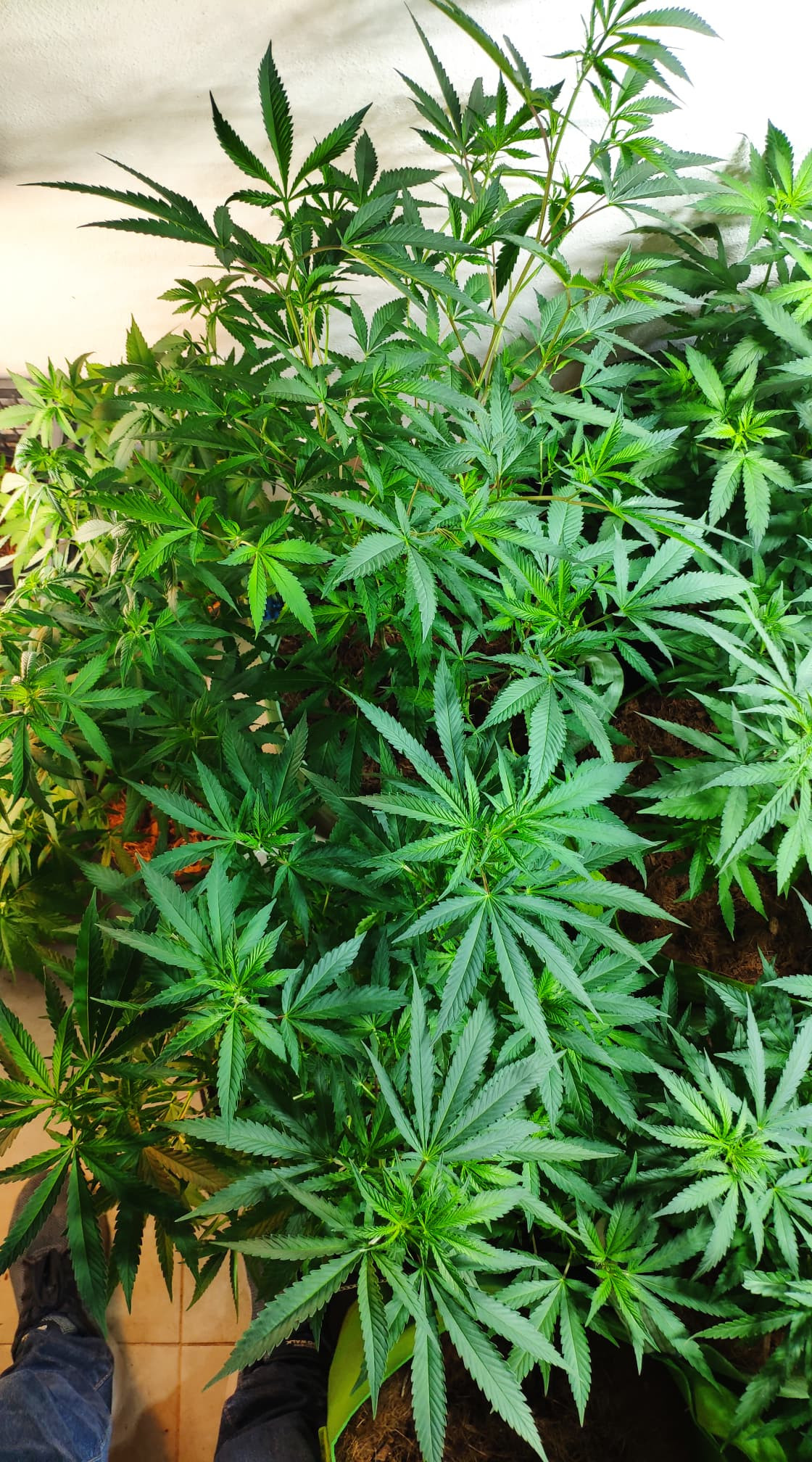 veg 5.jpg