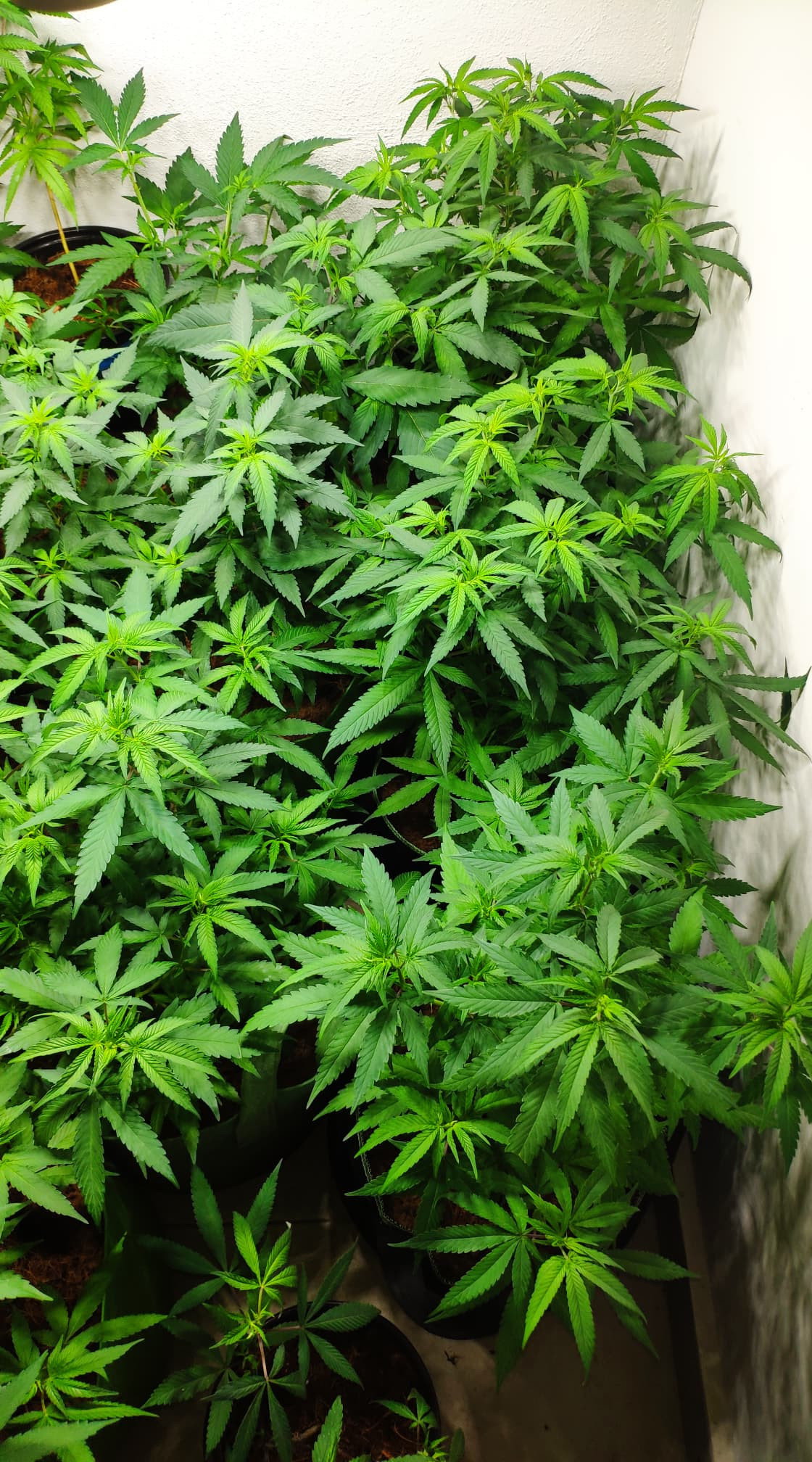 veg 6.jpg