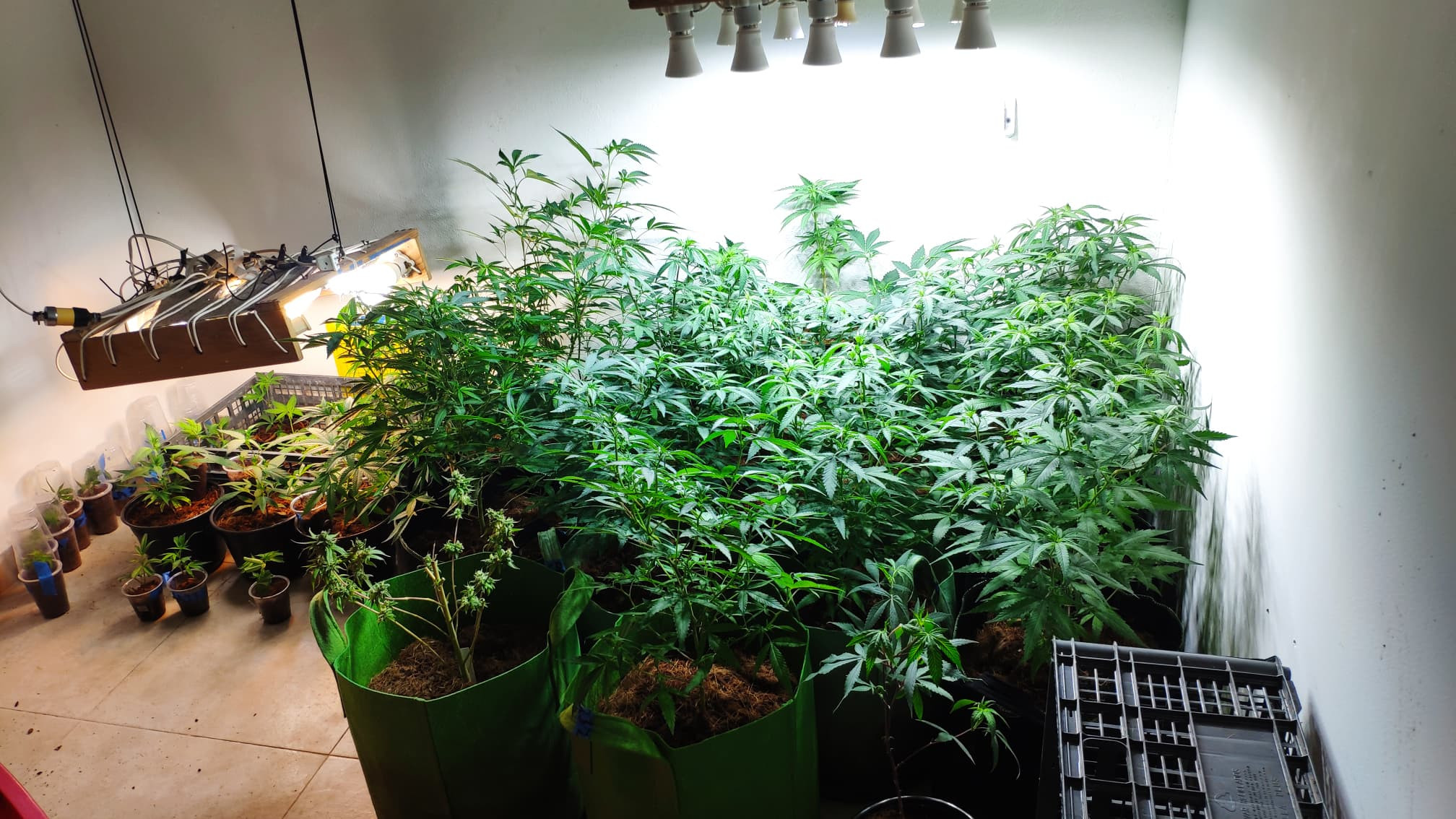 veg 7.jpg